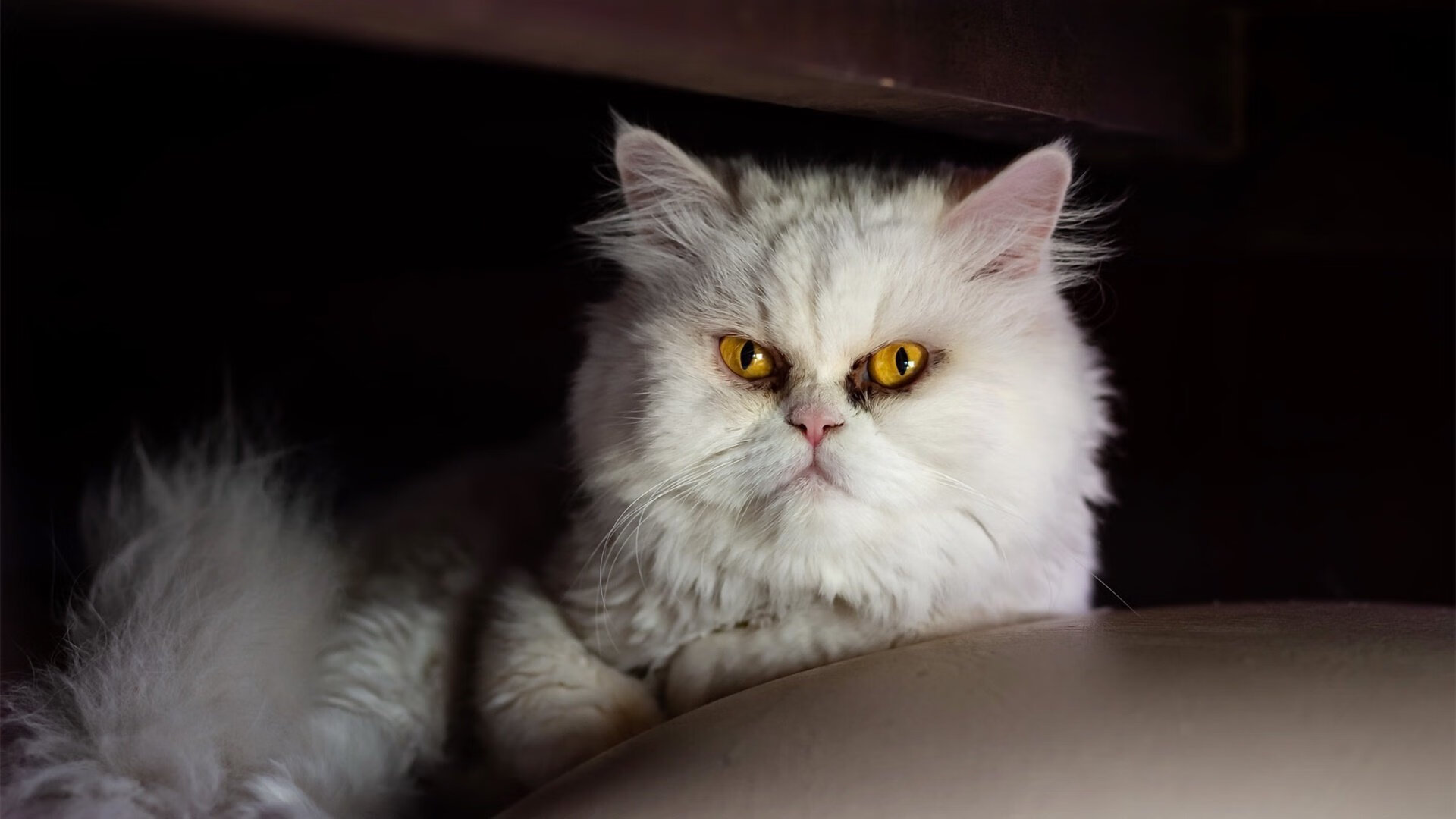 从纽约到马德里，蒂姆的双重荣耀与奥地利网球的接续之路