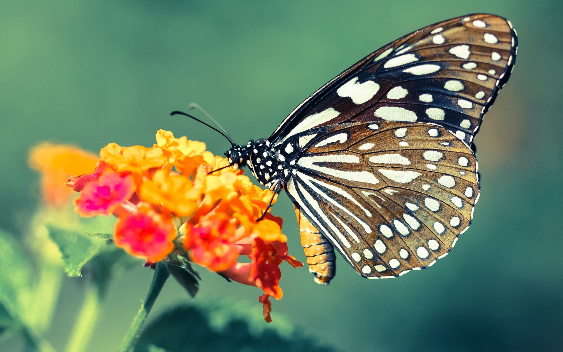橄榄球风暴席卷潘帕斯，当坎特率领土耳其碾压阿根廷