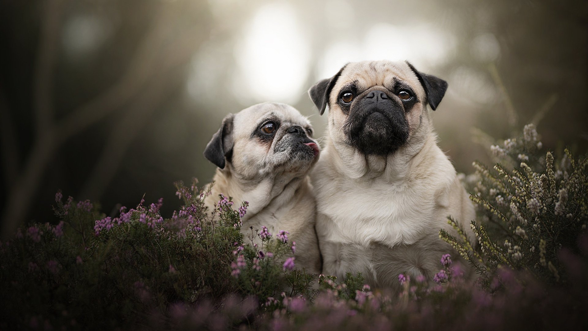 铁血红土铸就唯一性，西西帕斯法网绝杀背后的红土哲学