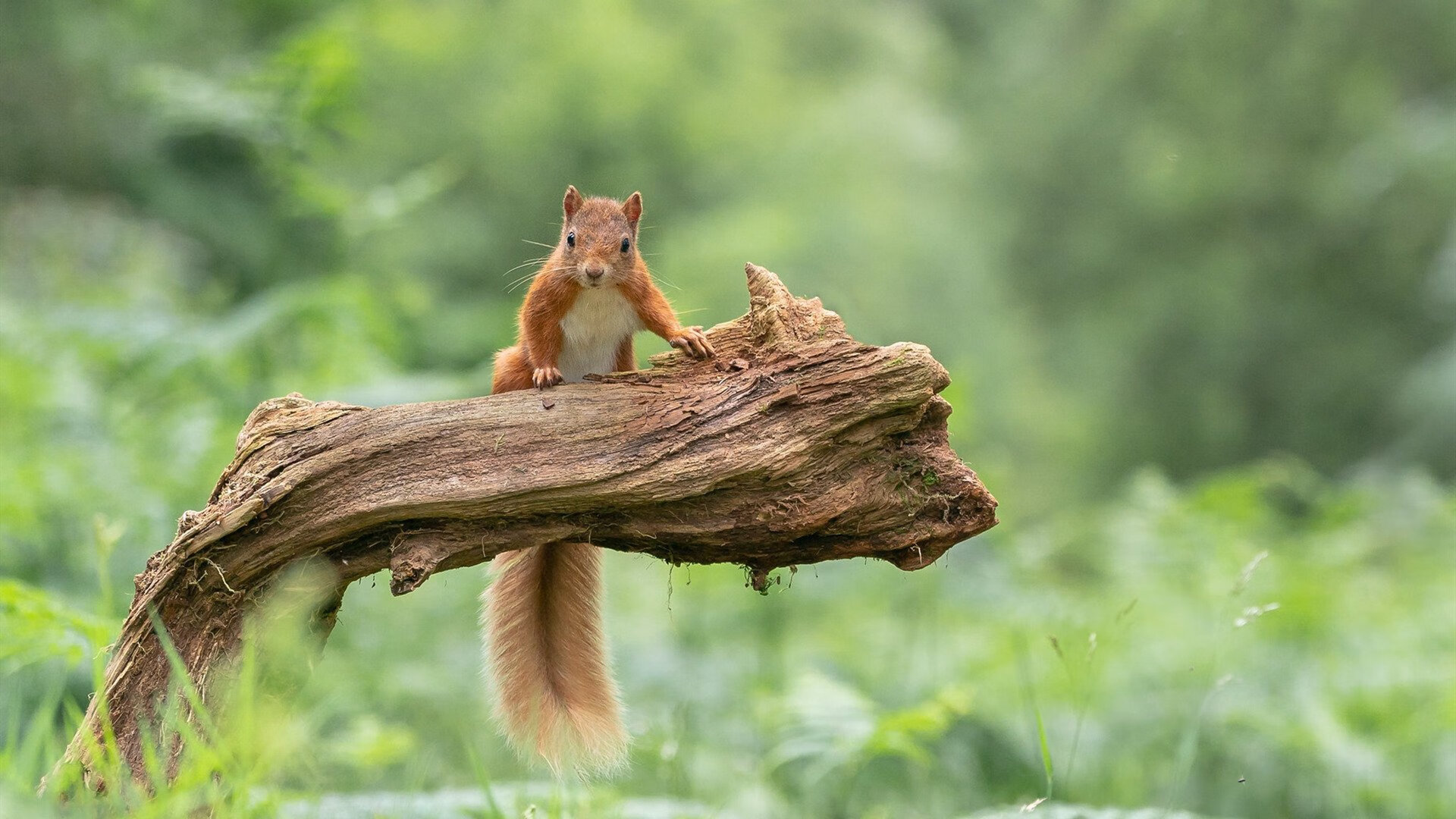 法兰西风暴,卡马文加一己之力征服大都会球场,高卢元素全面压制马竞