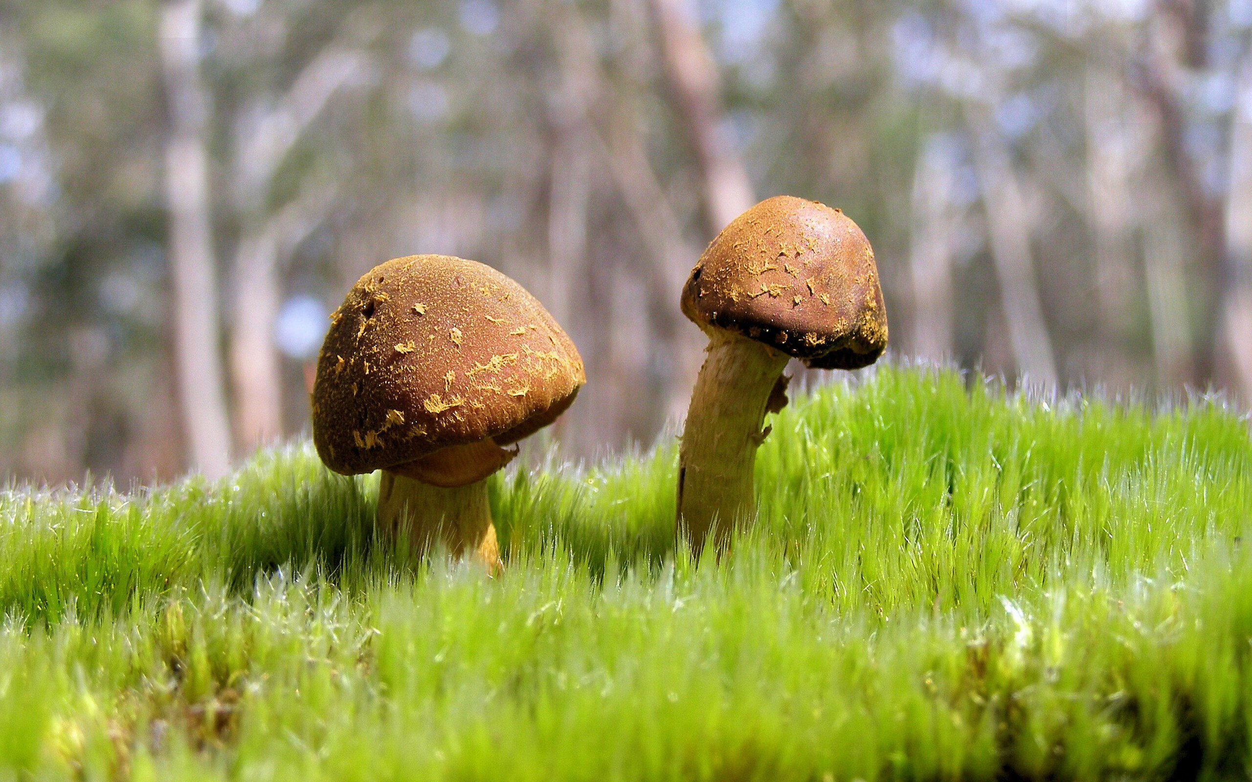 当东方铁壁遇上西岸火箭，马克西的压制级课堂