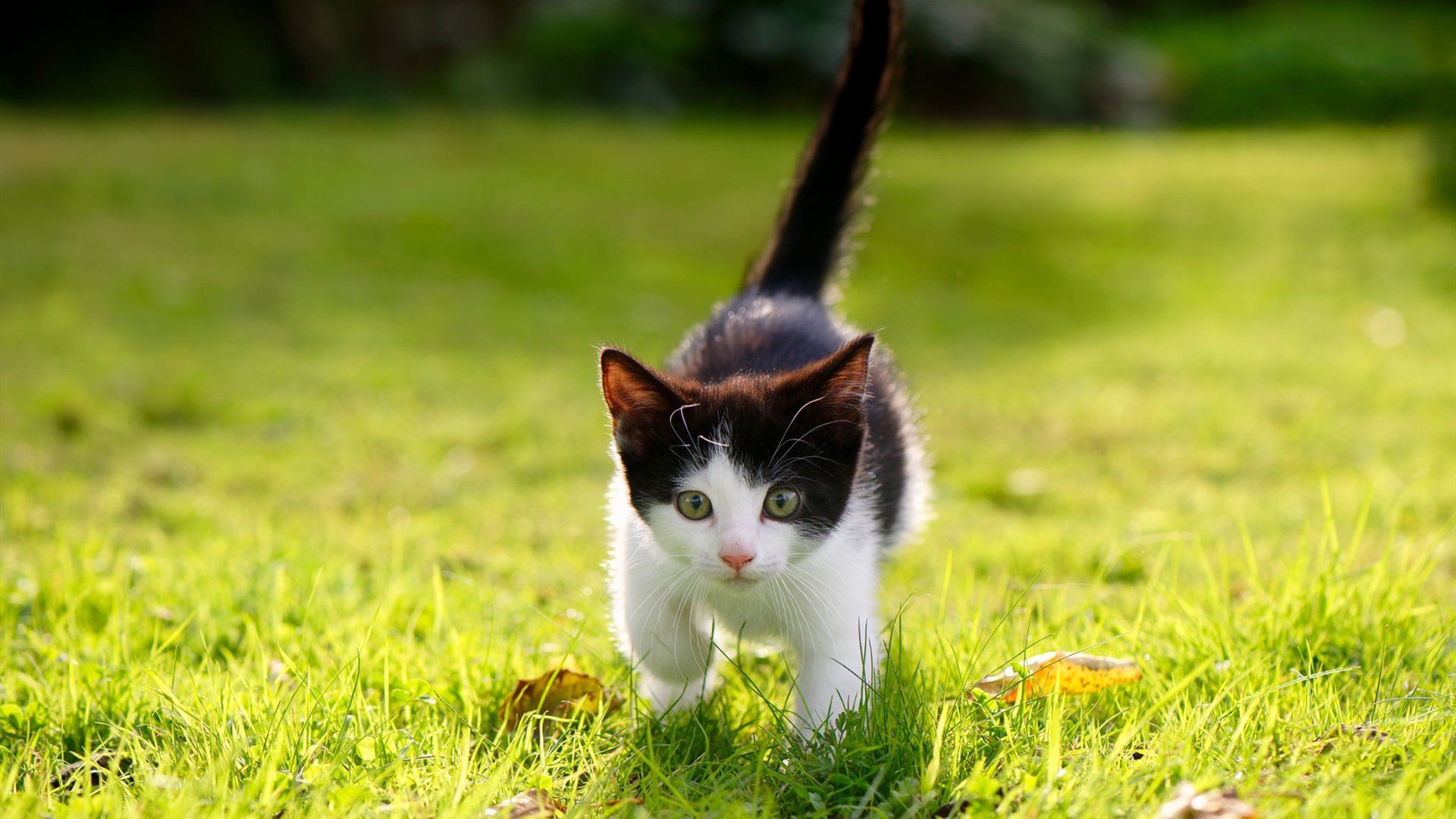 神话从门线开始书写，拉亚一夫当关，爱尔兰冷静掀翻葡萄牙巨人