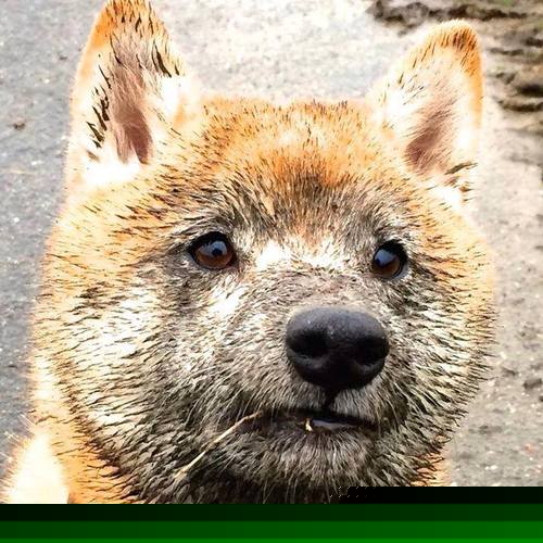 隐形指挥家，托尼如何在争冠之夜用节奏改写剧本