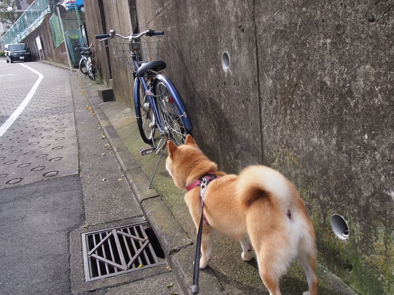 跨界传奇，塞维利亚收割希腊，阿拉巴在东决关键战接管比赛