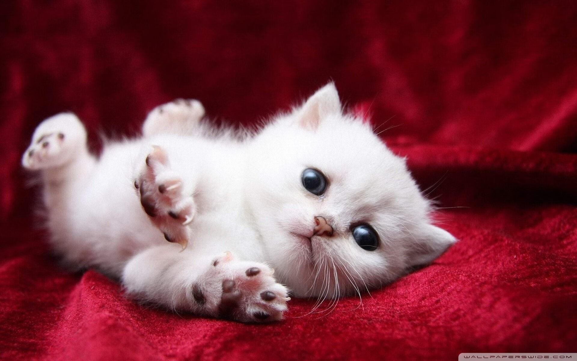 命运时钟指向最后一秒，当澳大利亚压哨绝杀与上帝掷骰子的总决赛之夜相遇