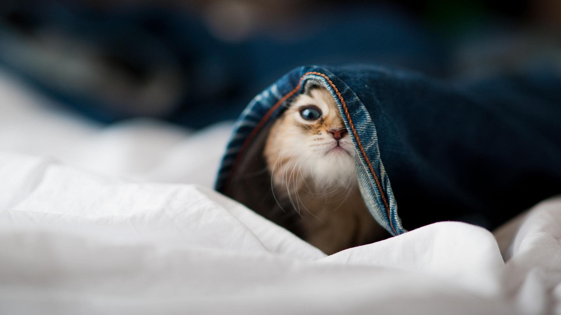 铁血意志的胜利，格列兹曼弑旧主，马竞上演法国噩梦