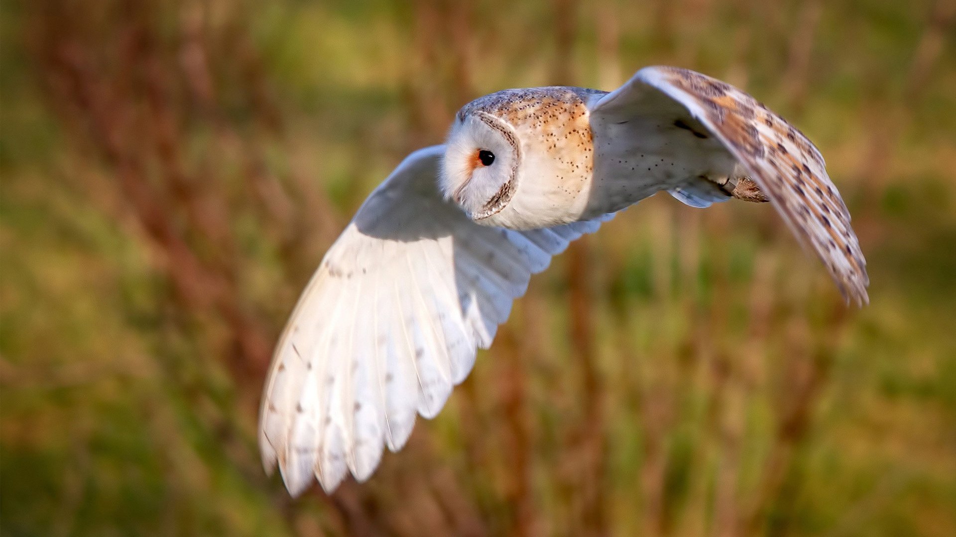 教科书之夜的绝版篇章，加克波如何定义年度焦点之战