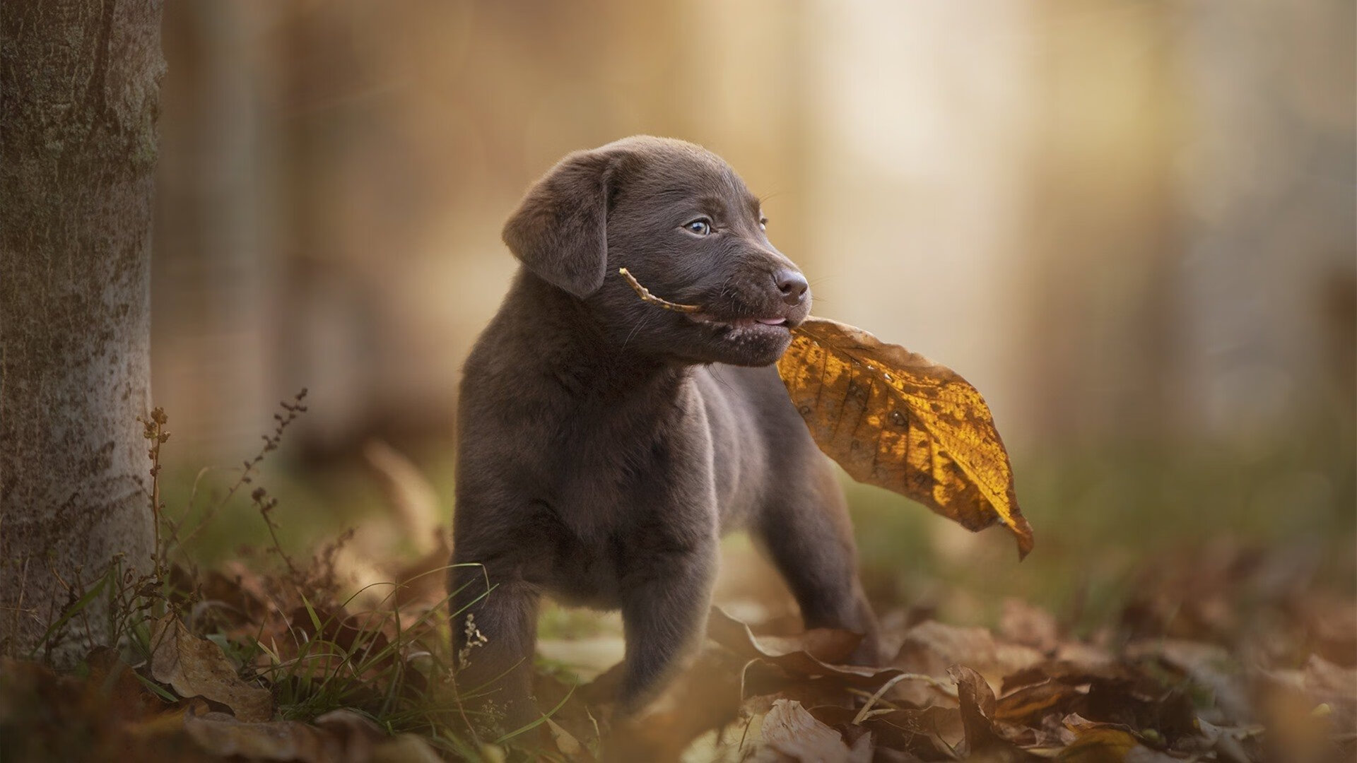 德甲争冠焦点战，喀麦隆锋霸强压西班牙核心，拜仁奠定夺冠基础