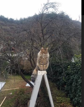 剑落天穹，孤影掌棋—欧冠半决赛之夜，马克西一手扭转乾坤