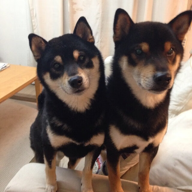 卡塔尔之怒，狂胜皇家社会之夜，戈麦斯在压力熔炉中完成救赎