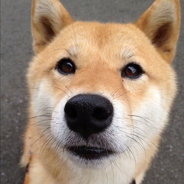 烽火焚城夜，当国王的战术牌压碎熊爪，布克持笔改写战局