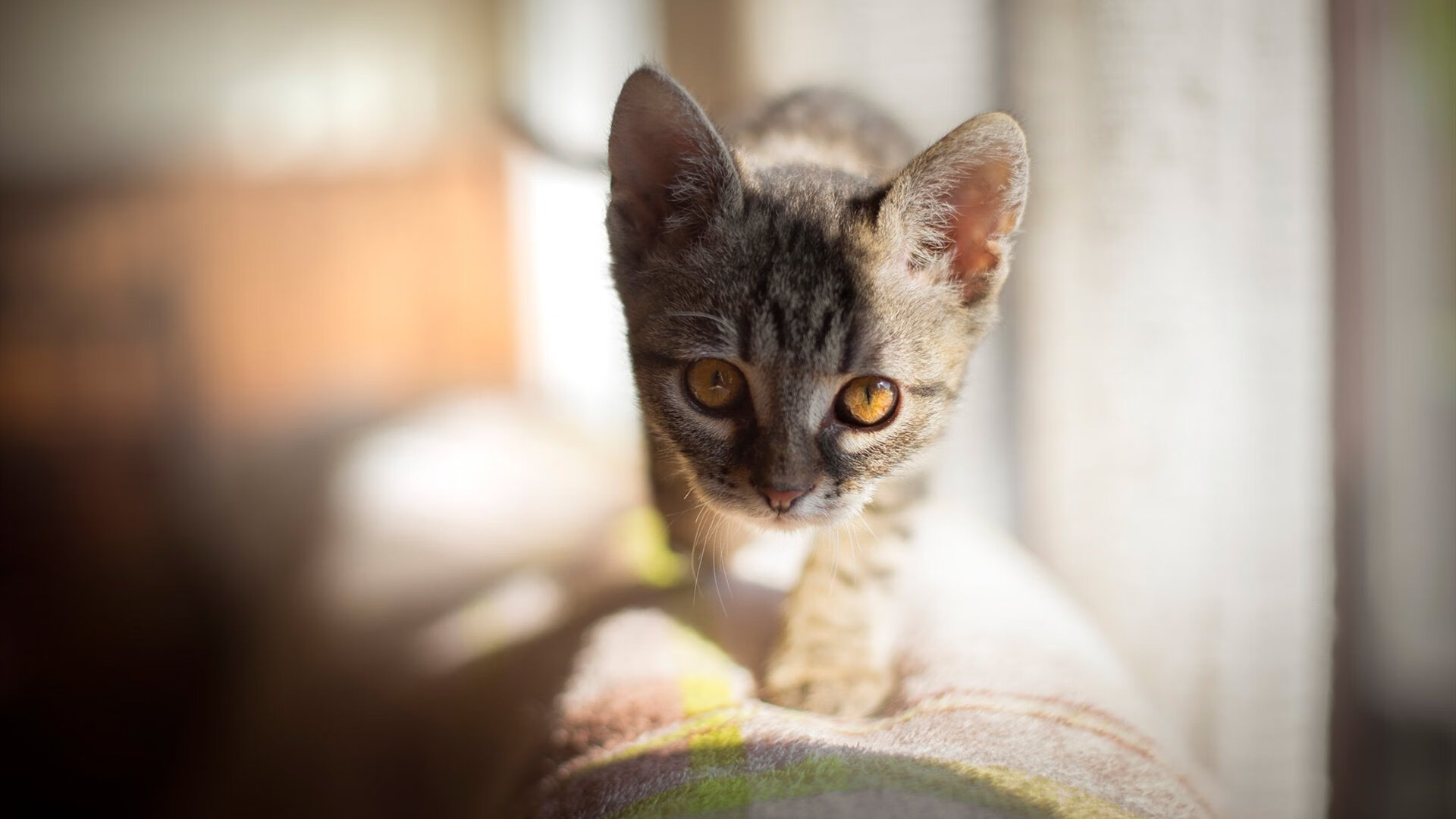 牙买加风暴席卷维罗德罗姆，维尼修斯关键两射一传，皇马全面压制马赛