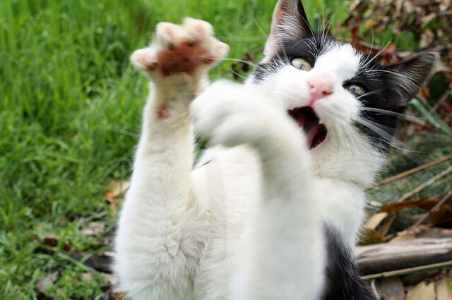 终场哨响，我的赛场在三千公里外