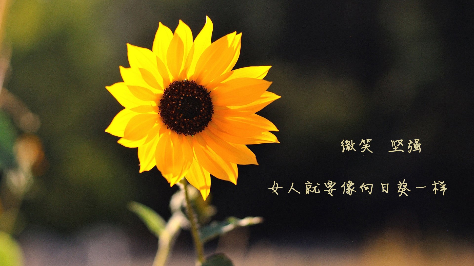 他用沉默筑墙，当福克斯的防守成为广厦最致命的无声武器