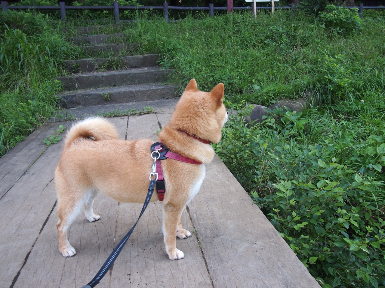 夜间的叹息与晨间的欢歌,足球与命运的奇妙对位