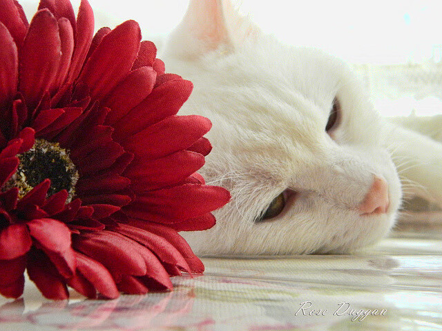 数据误读的真相，当牙买加与威尔士遭遇巴西的胜负手