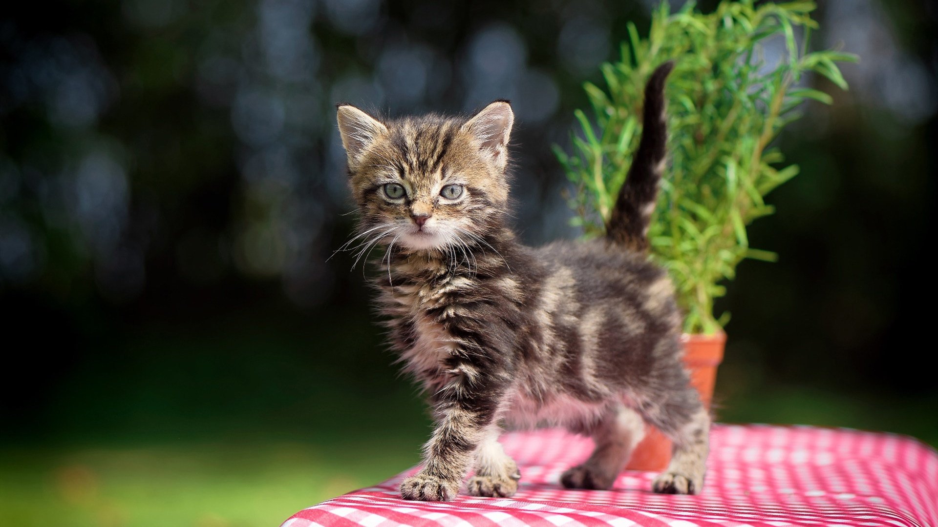踏平沙特，接管德比，当新王者开始书写规则