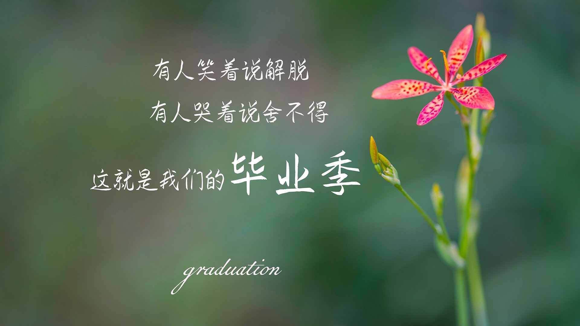宿命的压制,厄瓜多尔的高原风暴如何让罗马尼亚在D组窒息,而奥斯梅恩成为唯一解药